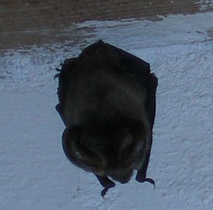 I think it's a bat..